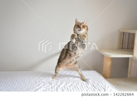 American Shorthair playing by jumping dynamically indoors American Shorthair playing by jumping dynamically indoors 142262664