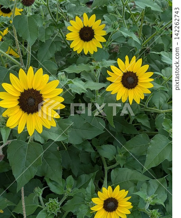 Bright yellow sunflower blossoms stand out against the green leaves. Bright yellow sunflower blossoms stand out against the green leaves. 142262743
