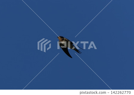 Flying swallow Flying swallow 142262770