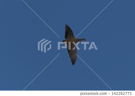 Flying Swifts Flying Swifts 142262771