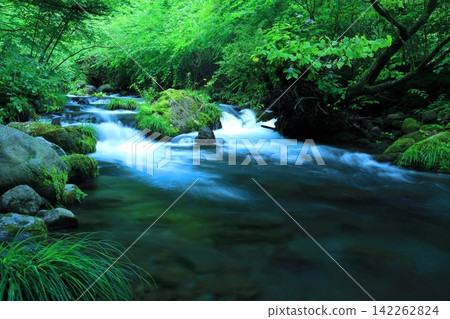 清澈的溪流潺潺流過綠蔭:精進澤泉水 清澈的溪流潺潺流過綠蔭:精進澤泉水 142262824