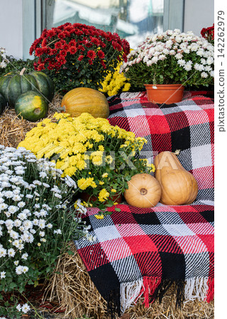 Pumpkins arranged with blooming chrysanthemums on outdoor building steps creating seasonal autumn entrance decoration Pumpkins arranged with blooming chrysanthemums on outdoor building steps creating seasonal autumn entrance decoration 142262979