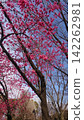 盛開的櫻花，色澤艷麗，深粉紅。 142262981