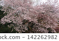 上野公園裡一棵盛開的大櫻花樹。 142262982