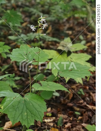 在依然炎熱的山區,奧庫莫米吉哈格瑪花已經開始盛開。 在依然炎熱的山區,奧庫莫米吉哈格瑪花已經開始盛開。 142263015