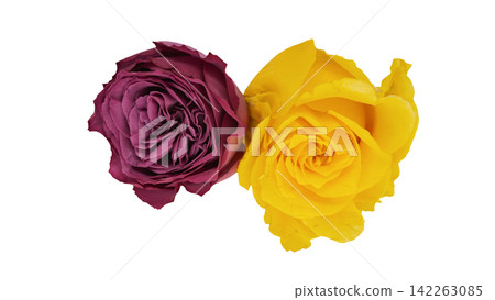 Two purple and yellow roses, transparent background, macro. Two purple and yellow roses, transparent background, macro. 142263085