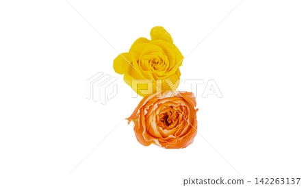 Two roses, one orange and one yellow, with a transparent background and macro capabilities. Two roses, one orange and one yellow, with a transparent background and macro capabilities. 142263137