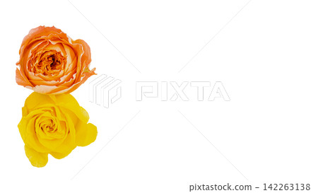 Two roses, one orange and one yellow, with a transparent background and macro capabilities. Two roses, one orange and one yellow, with a transparent background and macro capabilities. 142263138