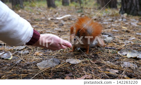 Wild cute squirrel sniffing nuts from female arm at forest. Curious fluffy rodent snuffing food from hand of young girl outdoor. Woman feeding small sciurus to walnuts at autumn park. Slow motion Wild cute squirrel sniffing nuts from female arm at forest. Curious fluffy rodent snuffing food from hand of young girl outdoor. Woman feeding small sciurus to walnuts at autumn park. Slow motion 142263220