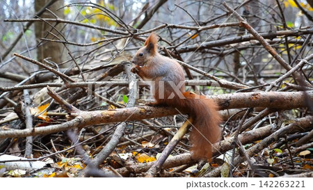 Wild fluffy squirrel sitting at wooden branch gnawing nuts at forest. Cute brown rodent eating found walnuts at autumn park. Pretty small sciurus chewing food outdoor. Concept of wildlife Wild fluffy squirrel sitting at wooden branch gnawing nuts at forest. Cute brown rodent eating found walnuts at autumn park. Pretty small sciurus chewing food outdoor. Concept of wildlife 142263221