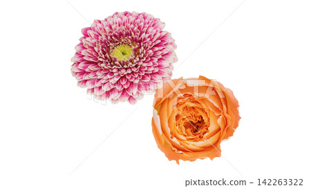 Orange roses and pink gerberas, transparent background, macro. Orange roses and pink gerberas, transparent background, macro. 142263322