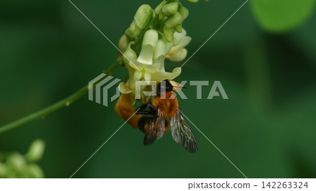 A tiger bumblebee sucking the honey of a weeping cowpea 142263324