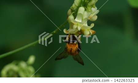 一隻老虎大黃蜂吮吸哭泣的豇豆的蜂蜜 142263325