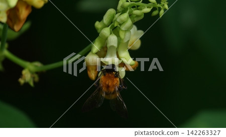 A tiger bumblebee sucking the honey of a weeping cowpea 142263327