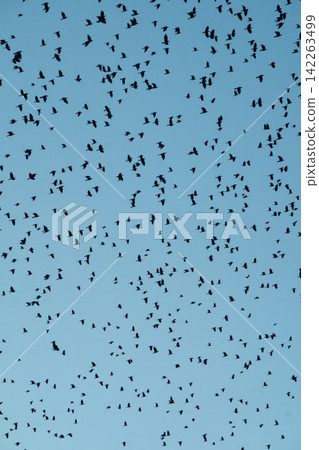 Many birds against a blue evening sky. Daily migration of birds returning to their nesting sites. Wildlife movement and natural behavior at sunset. Many birds against a blue evening sky. Daily migration of birds returning to their nesting sites. Wildlife movement and natural behavior at sunset. 142263499