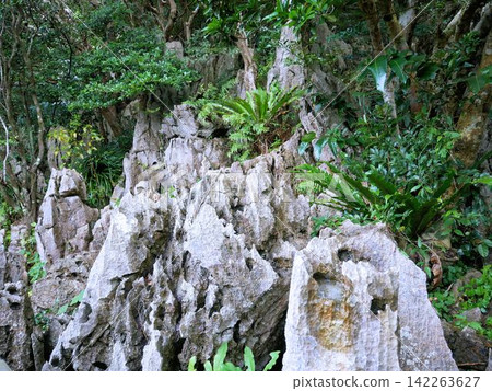 沖繩縣山原市大石林山的尖銳岩石和植物 142263627