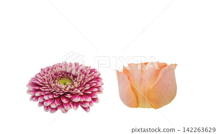 粉紅色非洲菊和淡橙色玫瑰；透明背景；微距拍攝。 142263629