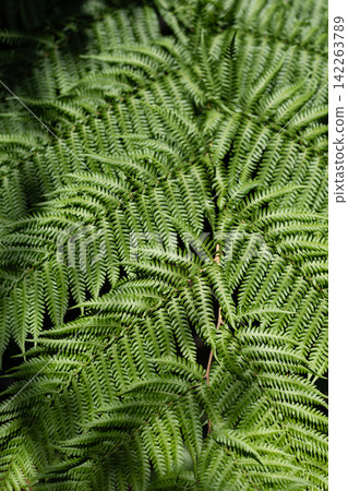 lush Fern leaves texture closeup 142263789