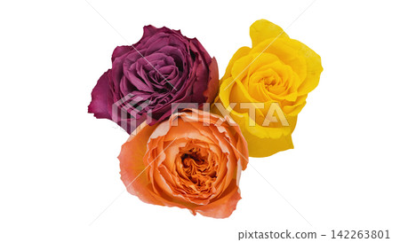 Three roses in purple, yellow, and orange; transparent background; macro. Three roses in purple, yellow, and orange; transparent background; macro. 142263801