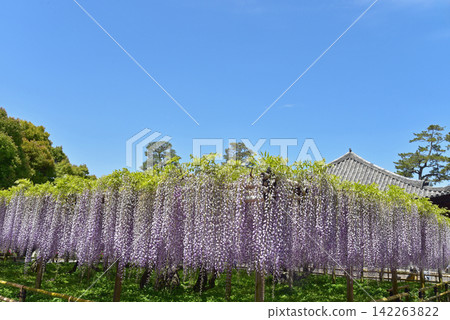 初夏時節,紫藤花盛開的景象。 初夏時節,紫藤花盛開的景象。 142263822