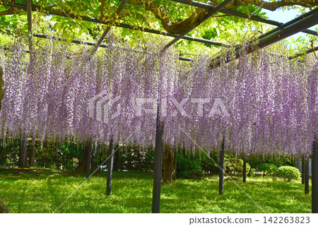 初夏時節,紫藤花盛開的景象。 初夏時節,紫藤花盛開的景象。 142263823