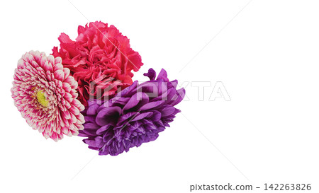 Gerbera, Dahlia, and Carnation Flower Images - Transparent Background - Macro Gerbera, Dahlia, and Carnation Flower Images - Transparent Background - Macro 142263826