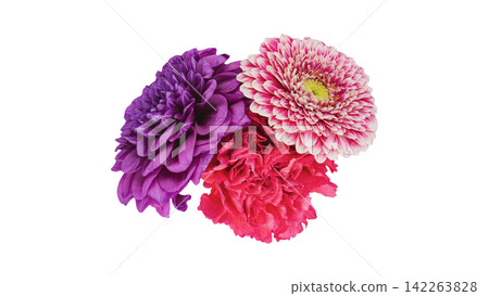 非洲菊、大麗花和康乃馨花卉圖片 - 透明背景 - 微距 非洲菊、大麗花和康乃馨花卉圖片 - 透明背景 - 微距 142263828