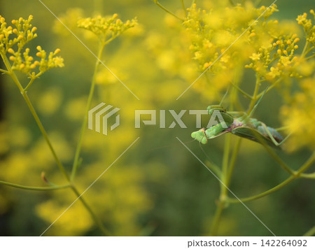 A praying mantis searches for food among the yellow flowers of the Patrinia scabiosifolia, which have just begun to bloom in the scorching heat of August. A praying mantis searches for food among the yellow flowers of the Patrinia scabiosifolia, which have just begun to bloom in the scorching heat of August. 142264092