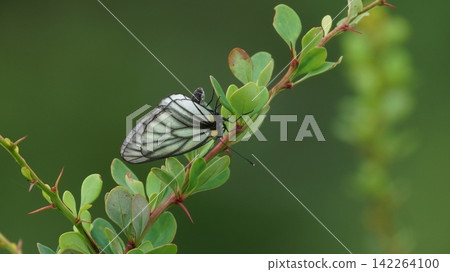 一隻雌性日本粉蝶(Pieris japonica)正在小蘗葉上產卵。 一隻雌性日本粉蝶(Pieris japonica)正在小蘗葉上產卵。 142264100