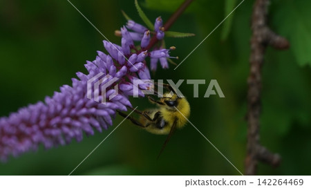 A male of the white-tailed bee sucking nectar honey 142264469