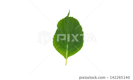 Hydrangea leaves, transparent background, macro. Hydrangea leaves, transparent background, macro. 142265140