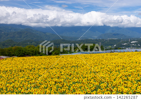 山梨縣北杜市明野町麻尾～明野向日葵節～向日葵田與南阿爾卑斯山 142265287