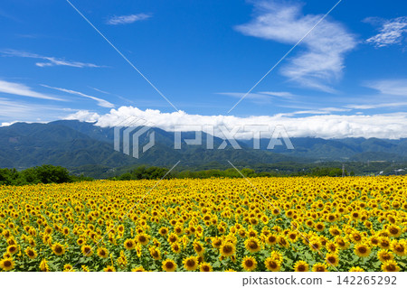 Asao, Akeno-cho, Hokuto City, Yamanashi Prefecture - Akeno Sunflower Festival: Sunflower fields in full bloom and the Southern Alps 142265292