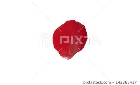 Red rose petals, transparent background, macro. Red rose petals, transparent background, macro. 142265417
