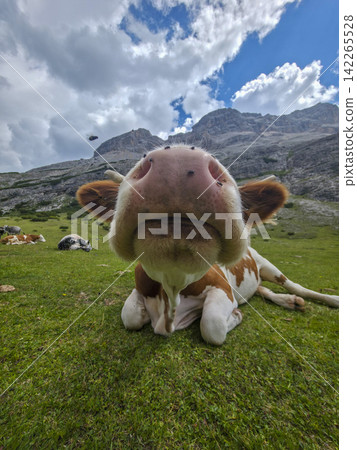 curious brown-and-white cow rests on a green alpine meadow with rugged mountains and a dramatic cloudy blue sky, captured in an extreme close-up that conveys playfulness, calm, and pastoral charm. curious brown-and-white cow rests on a green alpine meadow with rugged mountains and a dramatic cloudy blue sky, captured in an extreme close-up that conveys playfulness, calm, and pastoral charm. 142265528
