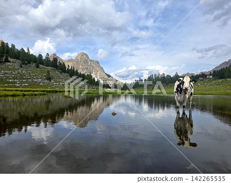 Dolomites Fanes Valley Alpine Cow Standing in Shallow Lake With Mountain Reflection and Serene Meadow Landscape Dolomites Fanes Valley Alpine Cow Standing in Shallow Lake With Mountain Reflection and Serene Meadow Landscape 142265535