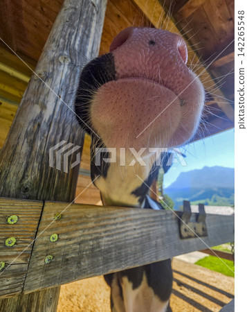 Close-Up Of Curious Cow Nose And Muzzle Peeking Over Wooden Fence In Rural Farm Close-Up Of Curious Cow Nose And Muzzle Peeking Over Wooden Fence In Rural Farm 142265548