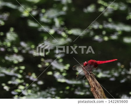 Bright red-faced dragonfly Bright red-faced dragonfly 142265600