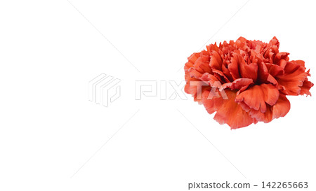 Red carnation, transparent background, macro. 142265663