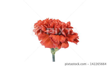 Red carnation, transparent background, macro. Red carnation, transparent background, macro. 142265664