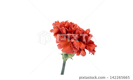 Red carnation, transparent background, macro. Red carnation, transparent background, macro. 142265665