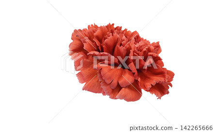 Red carnation, transparent background, macro. Red carnation, transparent background, macro. 142265666