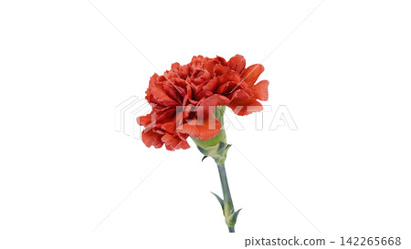 Red carnation, transparent background, macro. Red carnation, transparent background, macro. 142265668