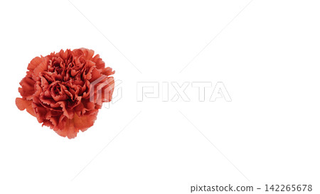 Red carnation, transparent background, macro. Red carnation, transparent background, macro. 142265678
