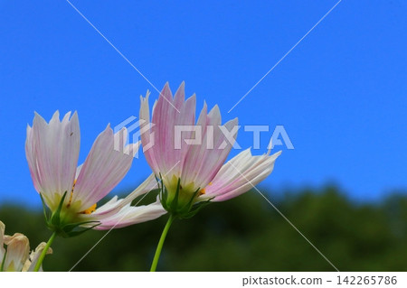 Cosmos shining in the blue sky Cosmos shining in the blue sky 142265786