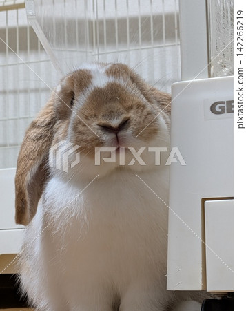 Rabbit Rabbit 142266219