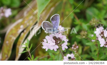 A male Small Blue butterfly sipping nectar from a Thymus serpyllum flower. A male Small Blue butterfly sipping nectar from a Thymus serpyllum flower. 142266364