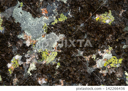 Macro view of colorful lichens on a rock surface Macro view of colorful lichens on a rock surface 142266436