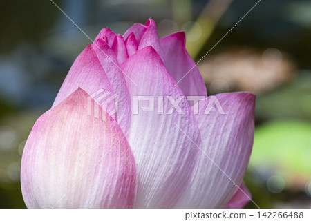 Close-up macro shot of a pink lotus bud with delicate petal texture and soft pink gradients beautifully captured against a blurred green bokeh background in a summer pond. Close-up macro shot of a pink lotus bud with delicate petal texture and soft pink gradients beautifully captured against a blurred green bokeh background in a summer pond. 142266488