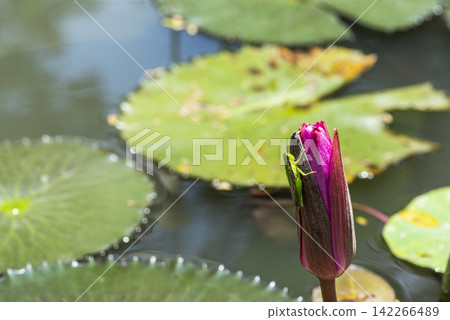 A small green grasshopper perched on a deep pink water lily bud rising above a pond surrounded by green lily pads floating on calm water in a vivid summer nature close-up. A small green grasshopper perched on a deep pink water lily bud rising above a pond surrounded by green lily pads floating on calm water in a vivid summer nature close-up. 142266489